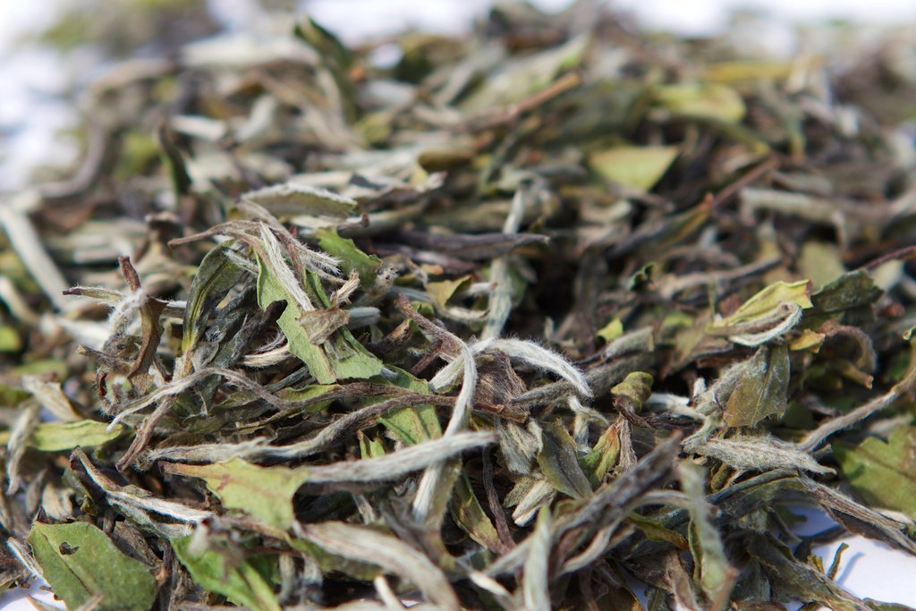 White Tea. Bai Mudan